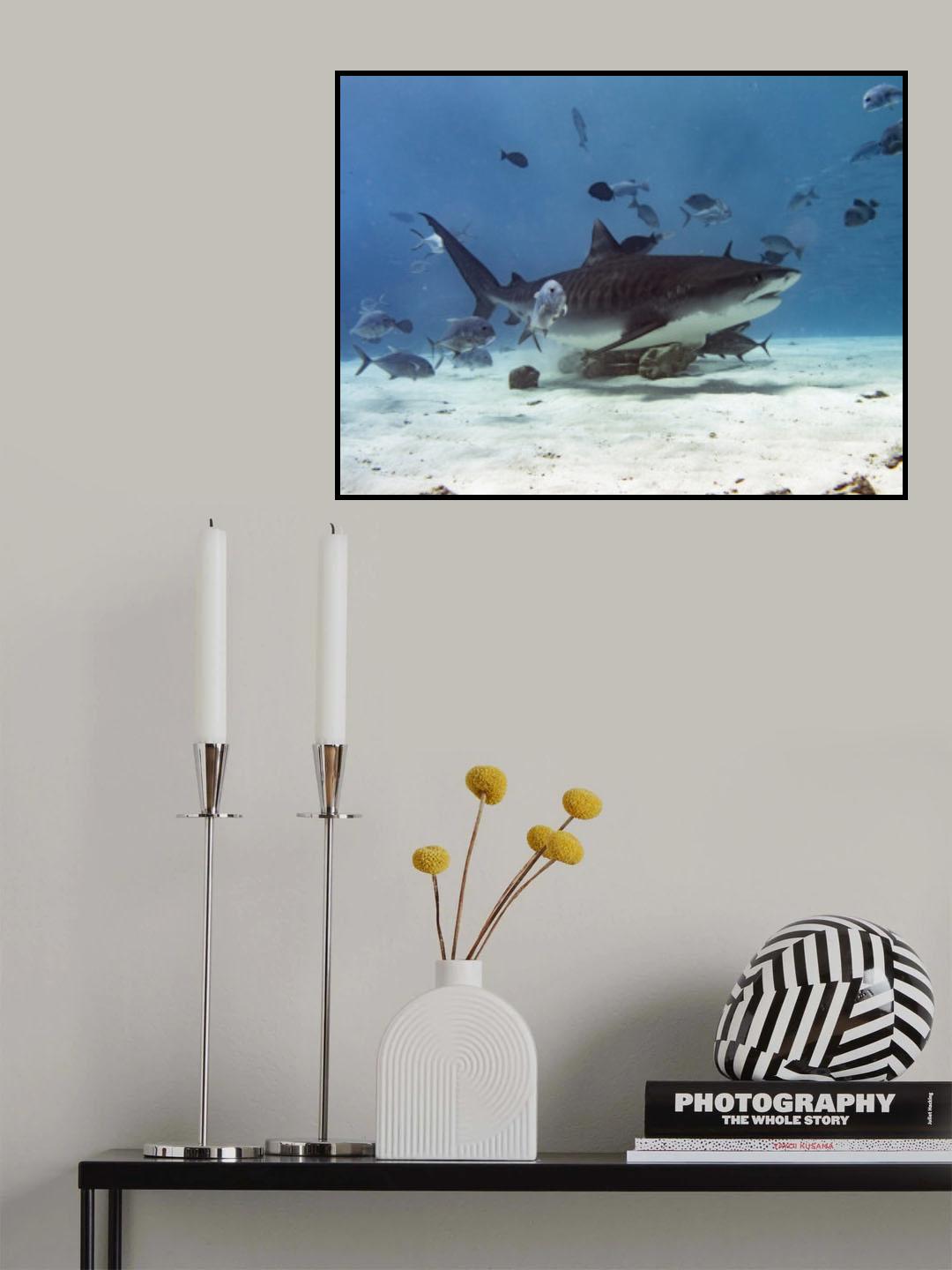 Tiger Shark Poster och Canvastavla