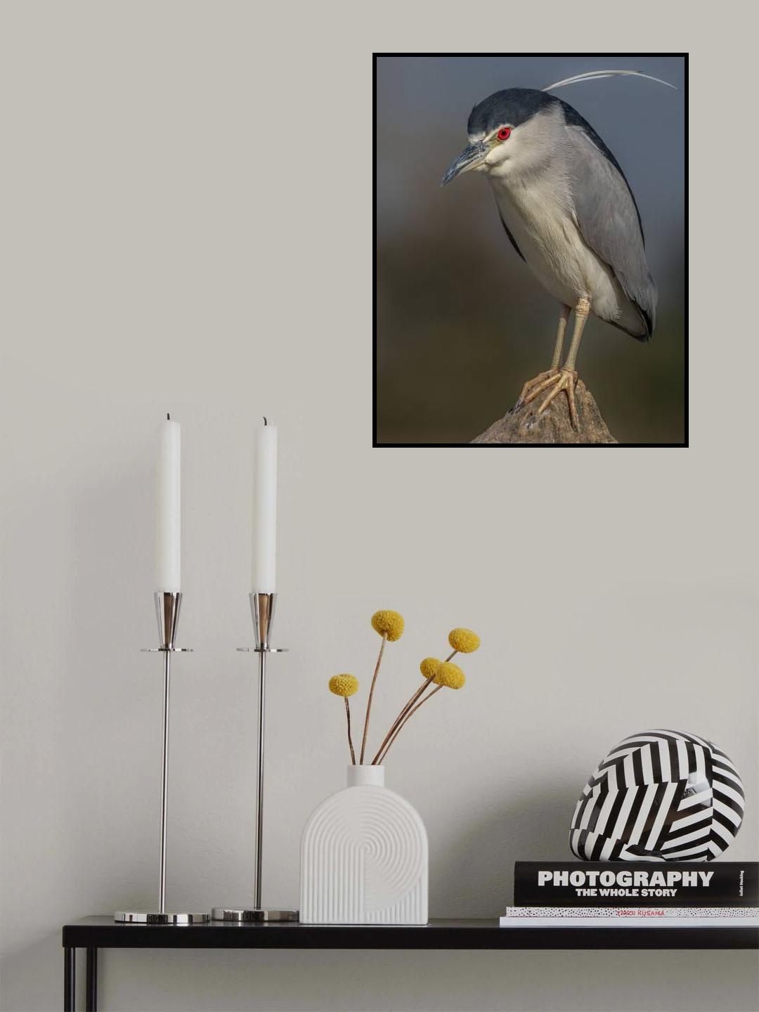 Portrait of a night heron Poster och Canvastavla
