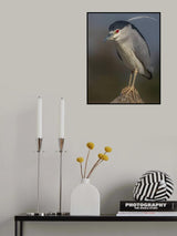 Portrait of a night heron Poster och Canvastavla