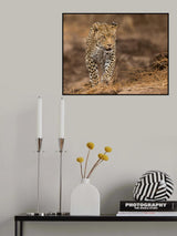Suspicious look Poster och Canvastavla
