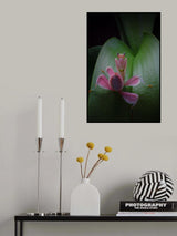 Flower power 2 Poster och Canvastavla