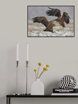 Eagle fights Poster och Canvastavla