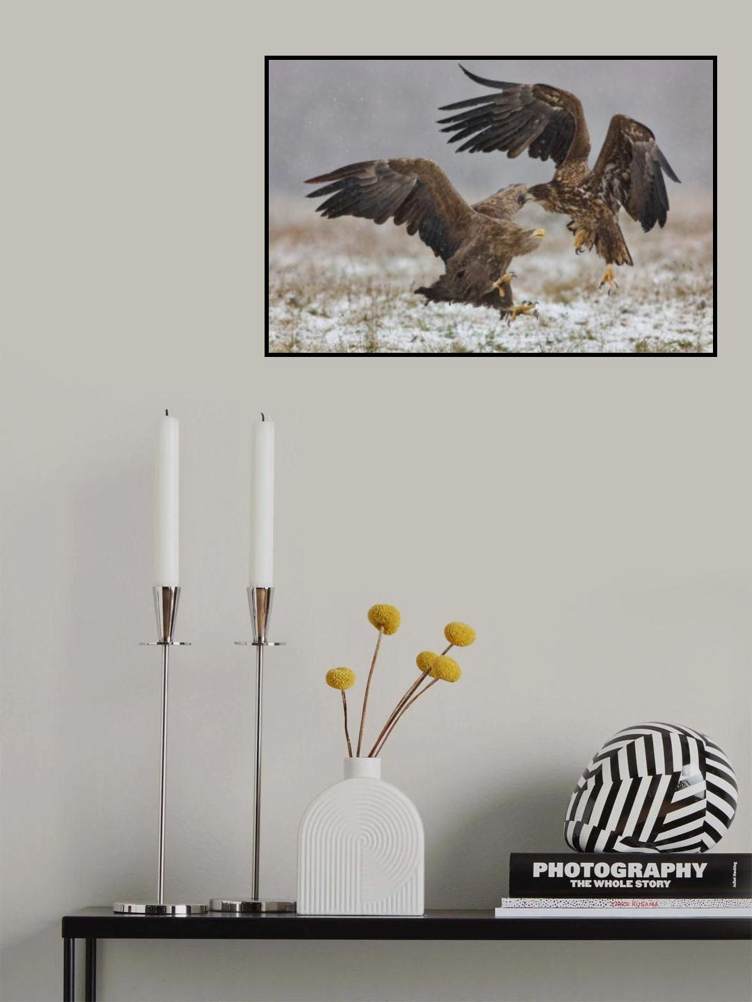 Eagle fights Poster och Canvastavla