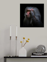 The thinker (Guinea-Pavian) Poster och Canvastavla