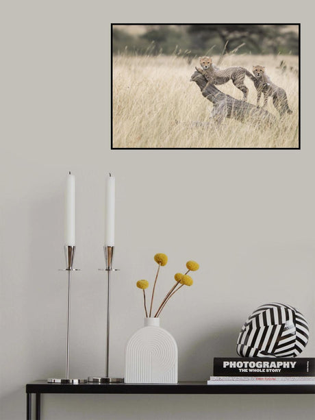 Curious Kitties Poster och Canvastavla
