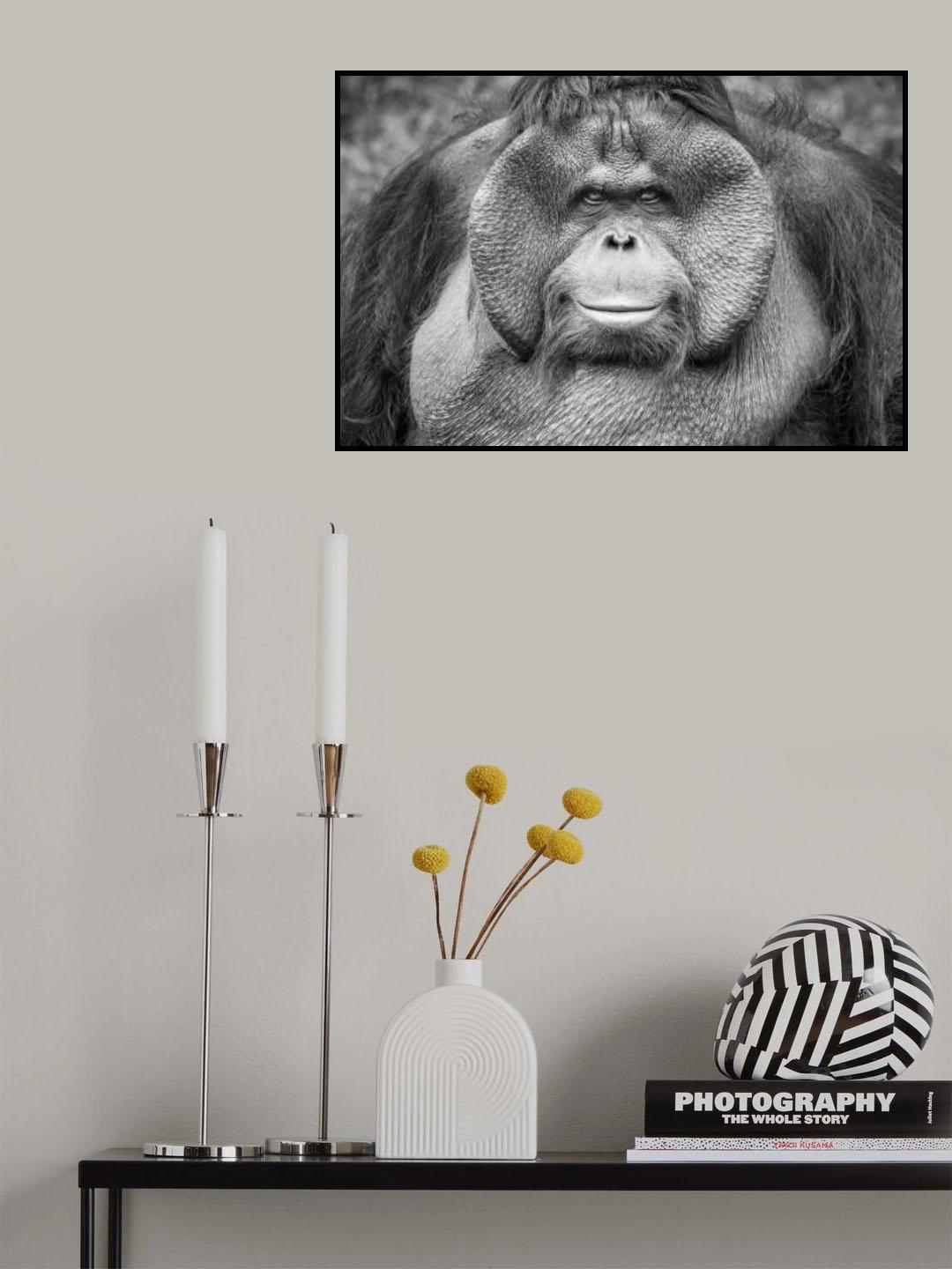 A Calm and Gentle Expression from a Male Orangutan Poster och Canvastavla