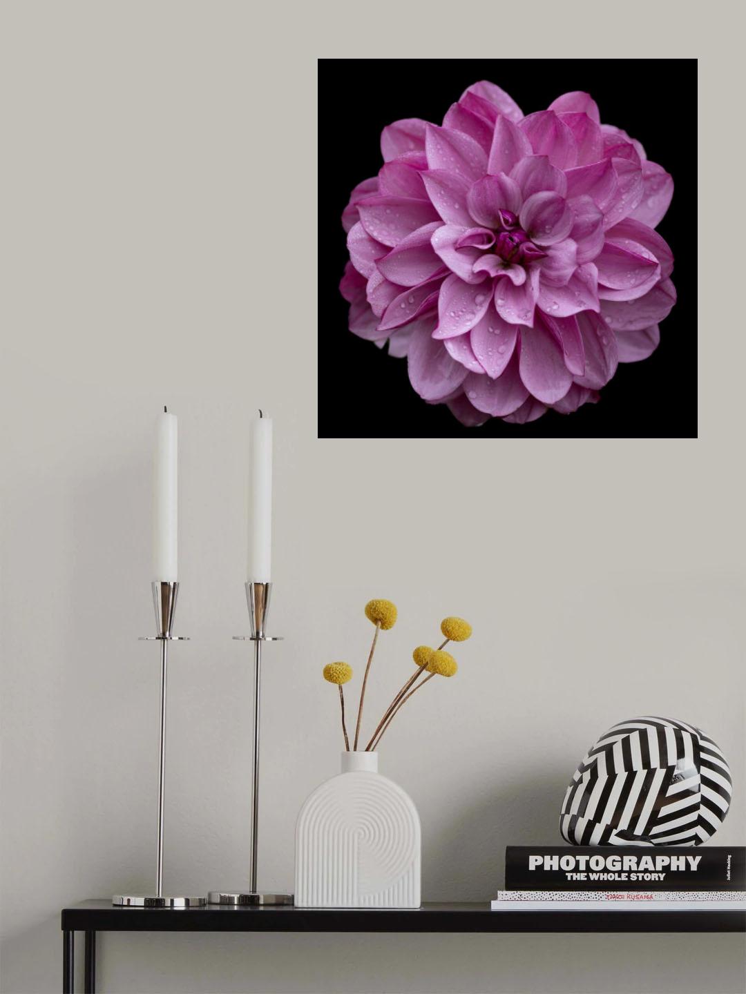 Dahlia pinnata (pink) Poster och Canvastavla
