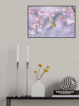 Zosterops japonicus Poster och Canvastavla