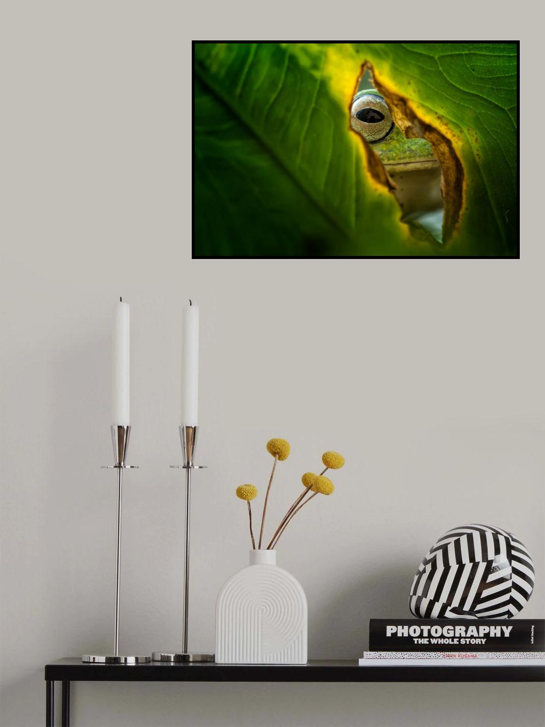 Peeking Frog Poster och Canvastavla