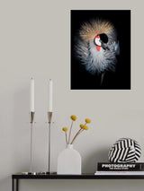 Grey Crowned Crane Portrait Poster och Canvastavla