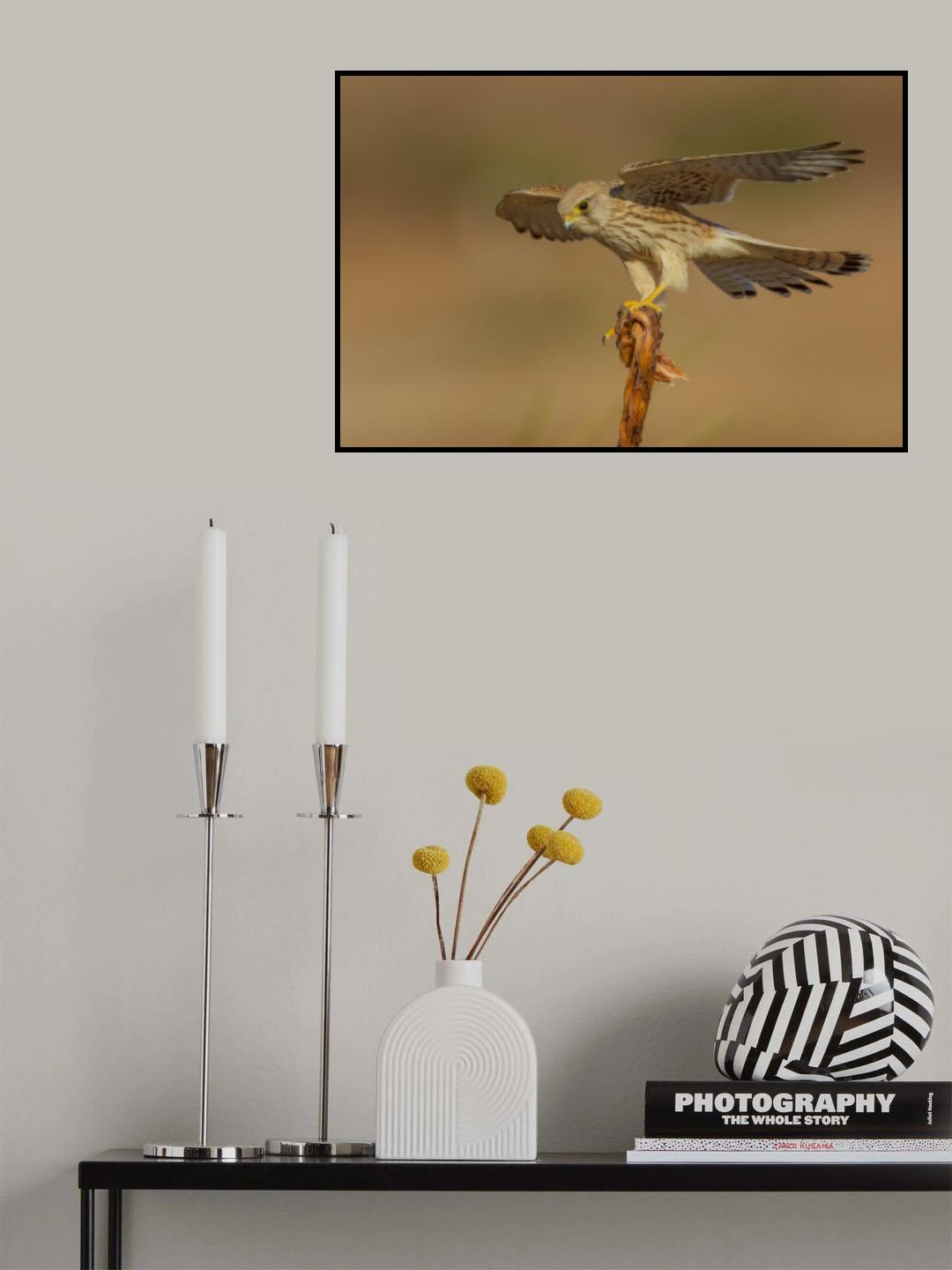 Common kestrel Poster och Canvastavla
