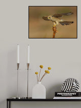Common kestrel Poster och Canvastavla