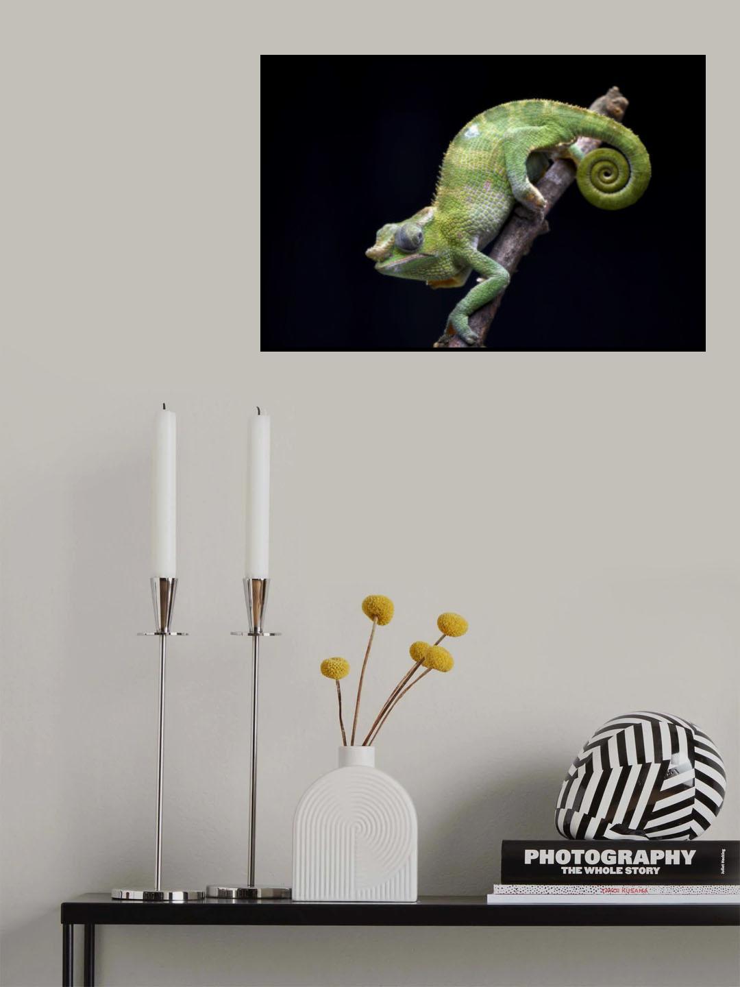 Fischer chameleon on black background Poster och Canvastavla
