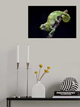 Fischer chameleon on black background Poster och Canvastavla