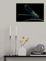 Wet Poster och Canvastavla