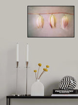 Yucca-flowers Poster och Canvastavla