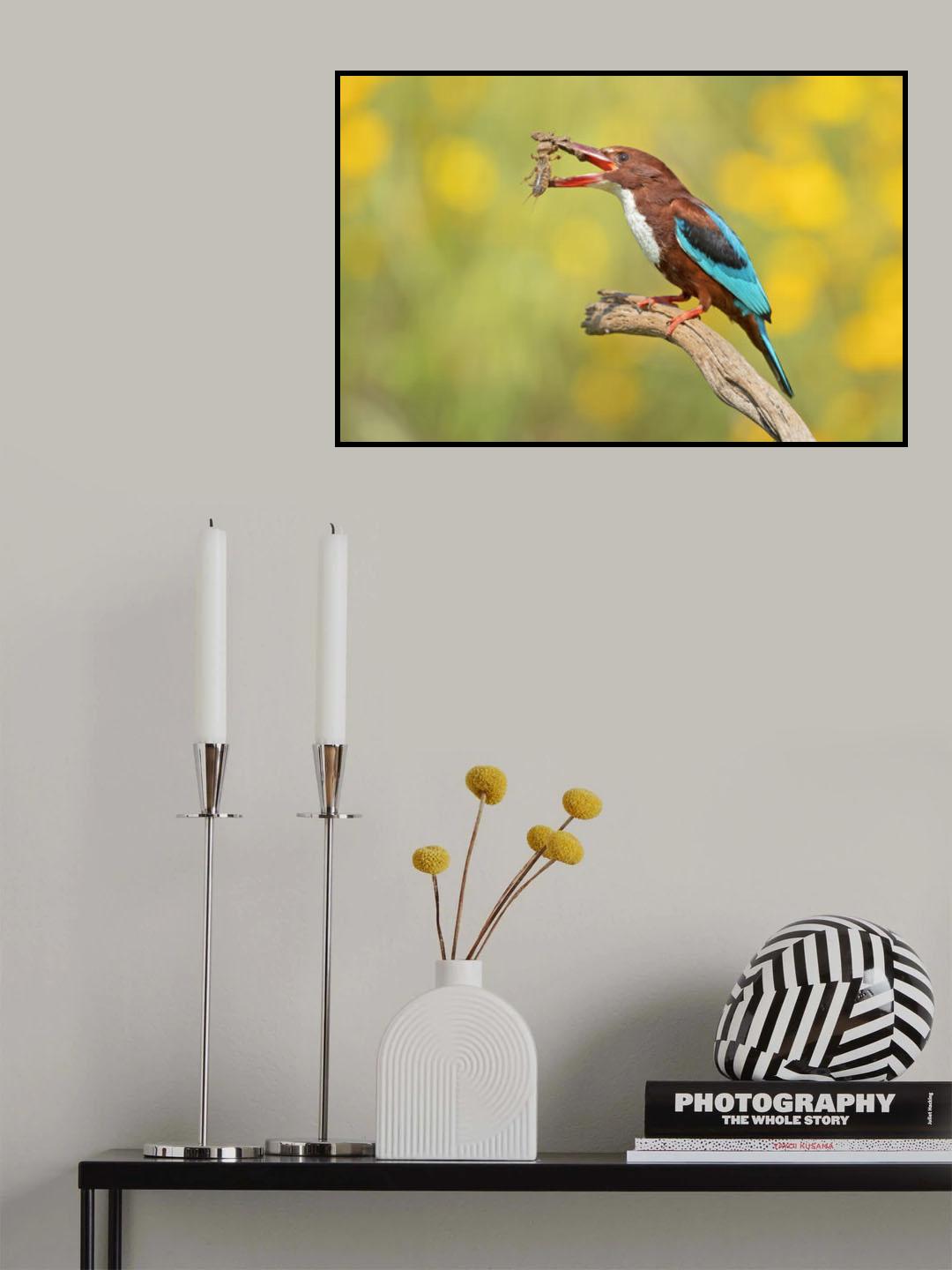 White Throated Kingfisher Poster och Canvastavla