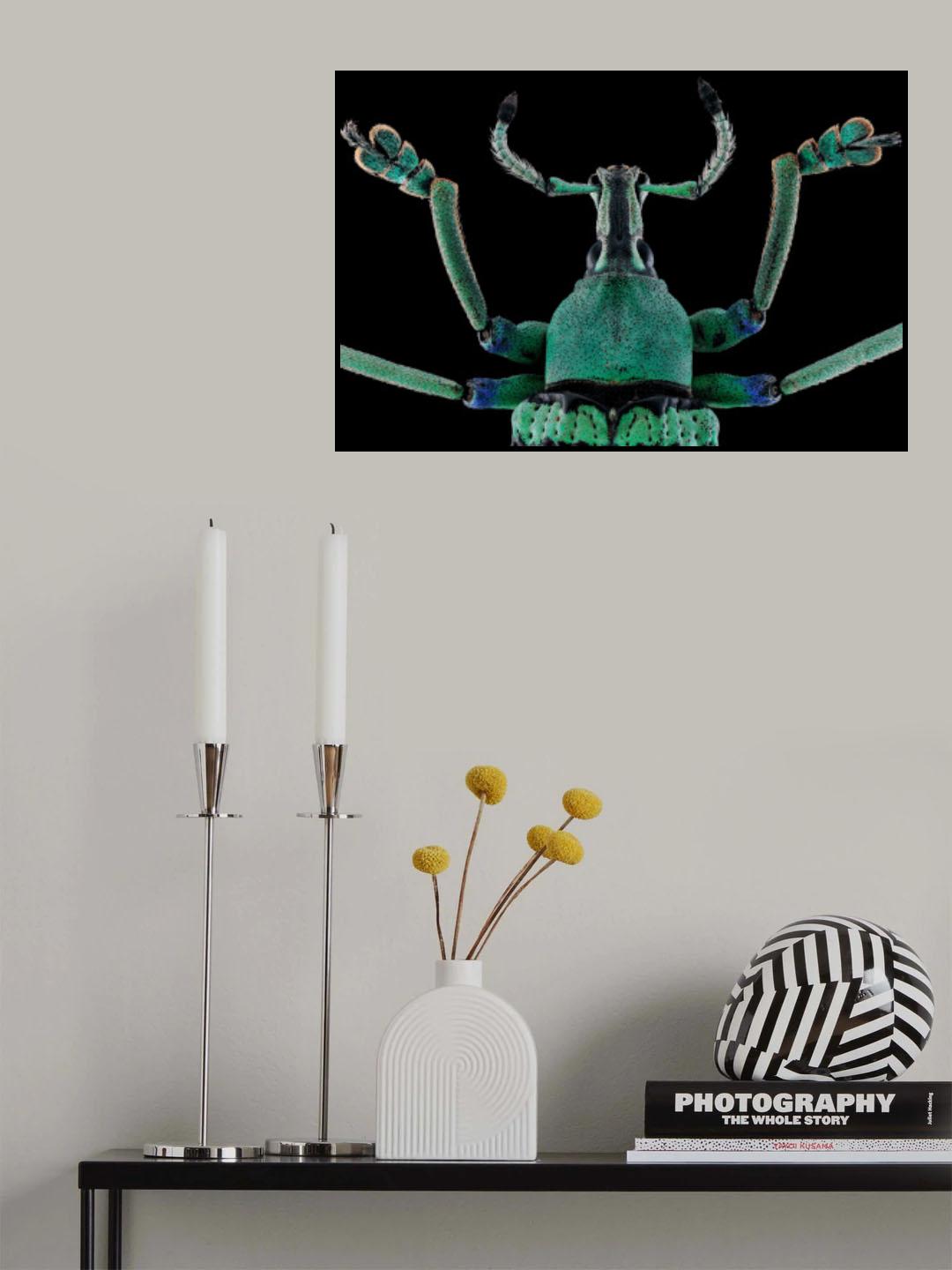 Eupholus magnificus Poster och Canvastavla
