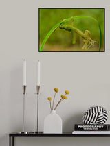 Locust molting Poster och Canvastavla