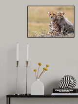 Cheetah cub with  mom Poster och Canvastavla
