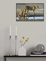 Cheetahs Poster och Canvastavla