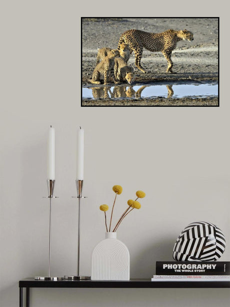 Cheetahs Poster och Canvastavla