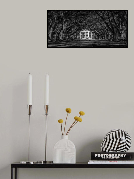 Oak Alley Poster och Canvastavla