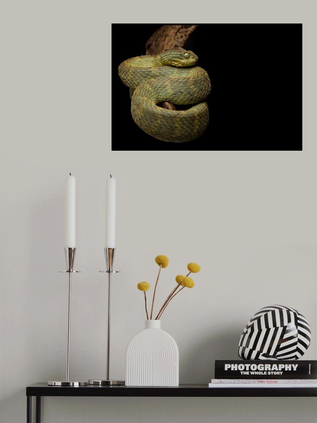 Atheris squamigera Poster och Canvastavla
