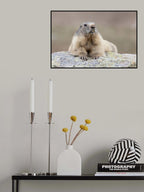 Marmot Poster och Canvastavla