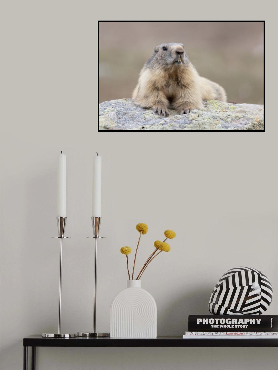 Marmot Poster och Canvastavla