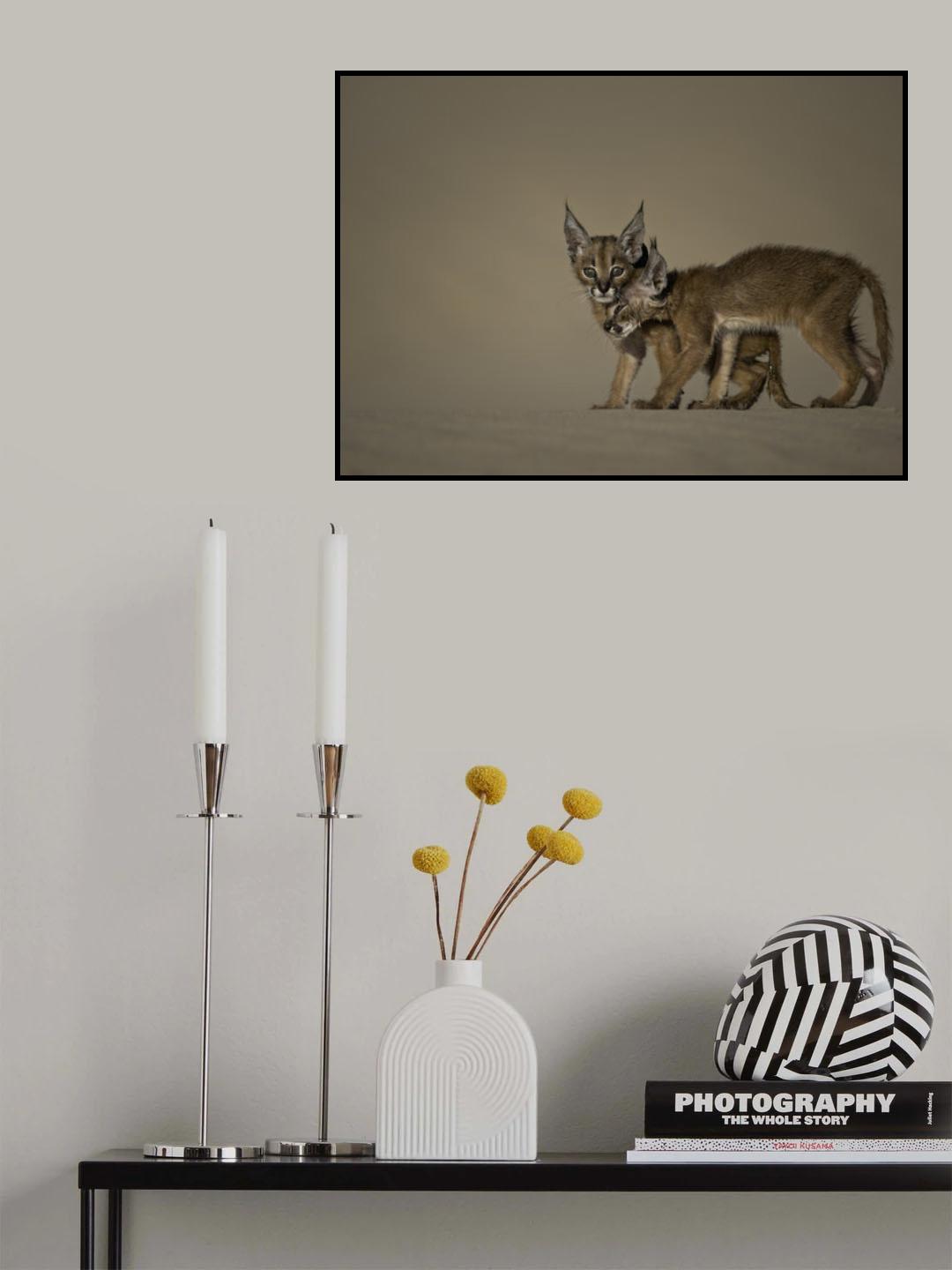 Caracal  schmitzi Poster och Canvastavla