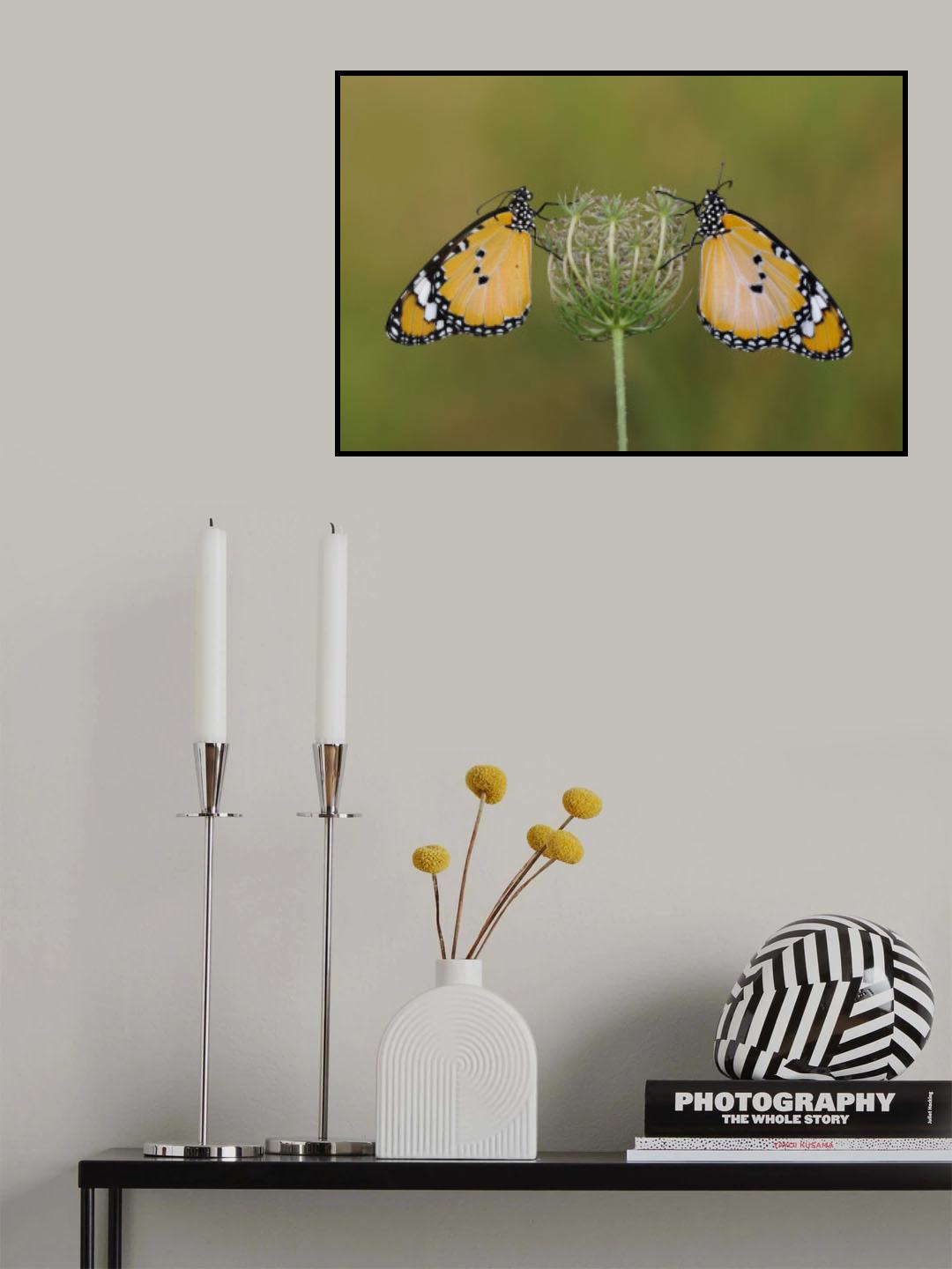 African Queen Butterflies Poster och Canvastavla