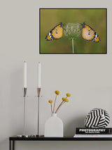African Queen Butterflies Poster och Canvastavla