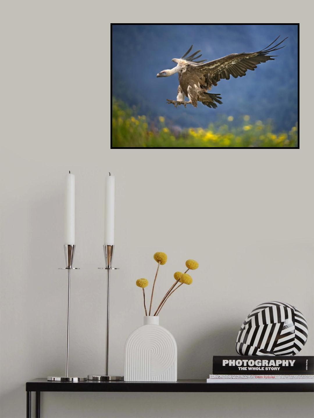 Vulture landing Poster och Canvastavla