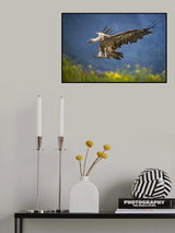 Vulture landing Poster och Canvastavla