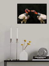 King vulture's dialogue Poster och Canvastavla