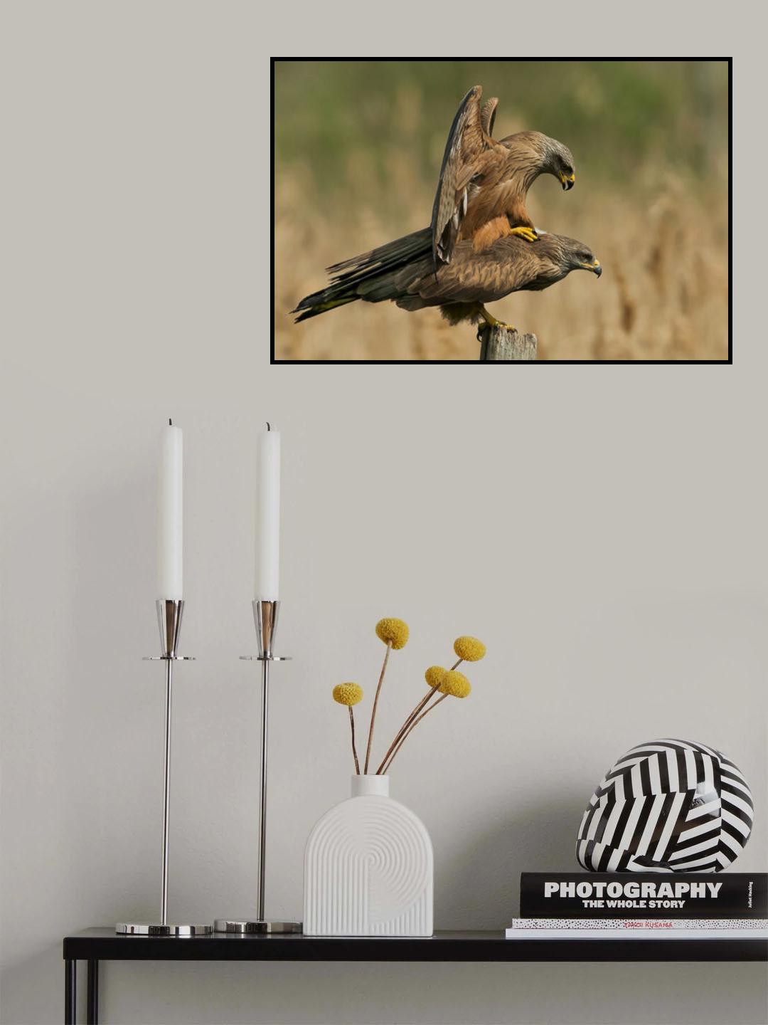 Milvus migrans Poster och Canvastavla