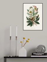 Christmas Rose (helleborus Niger)  Medical Botany Poster och Canvastavla