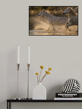 Camargue horses Poster och Canvastavla