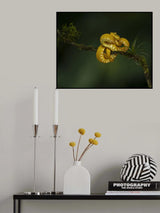 The Eyelash Viper Poster och Canvastavla