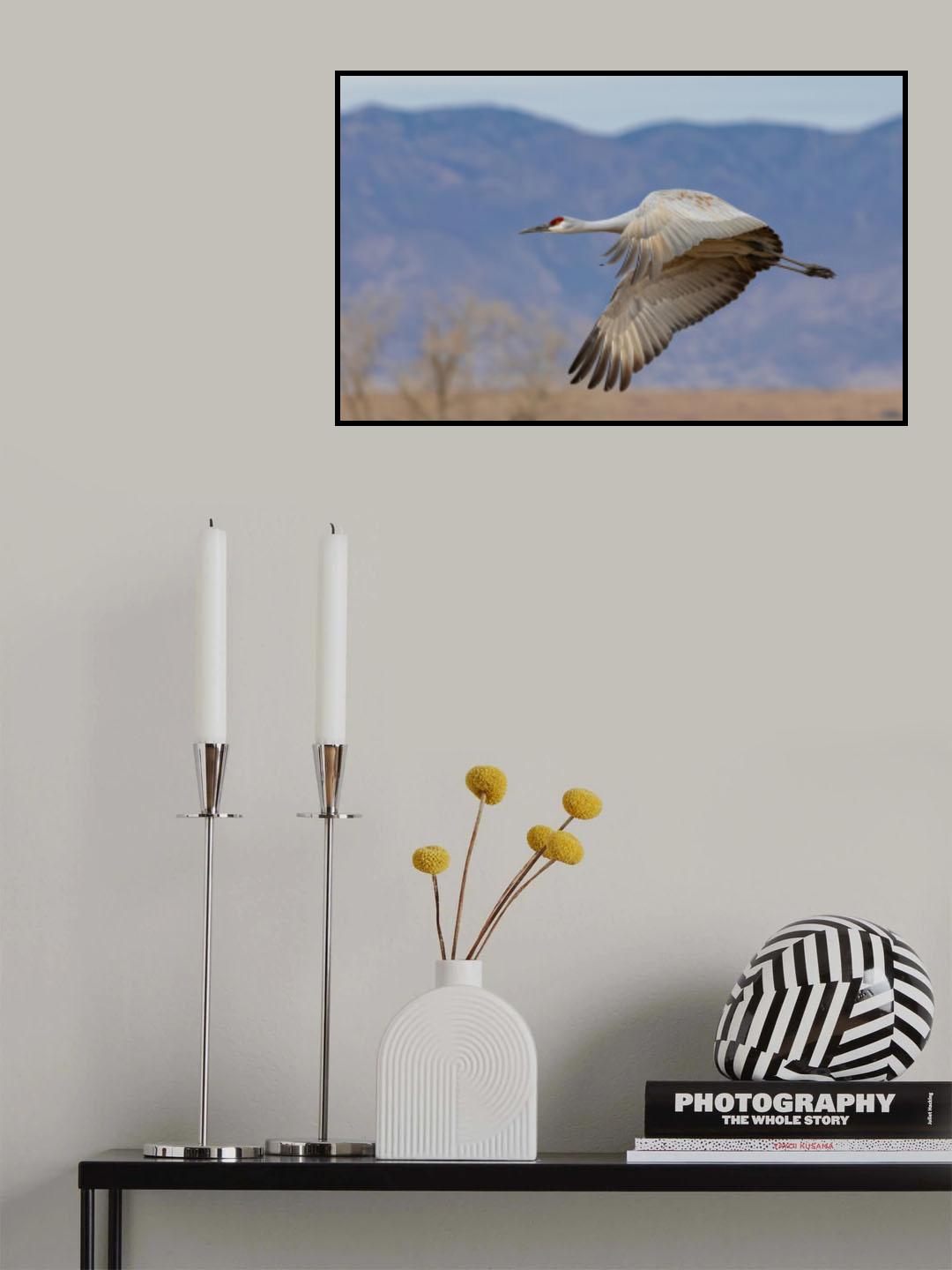 Sandhill Crane Poster och Canvastavla