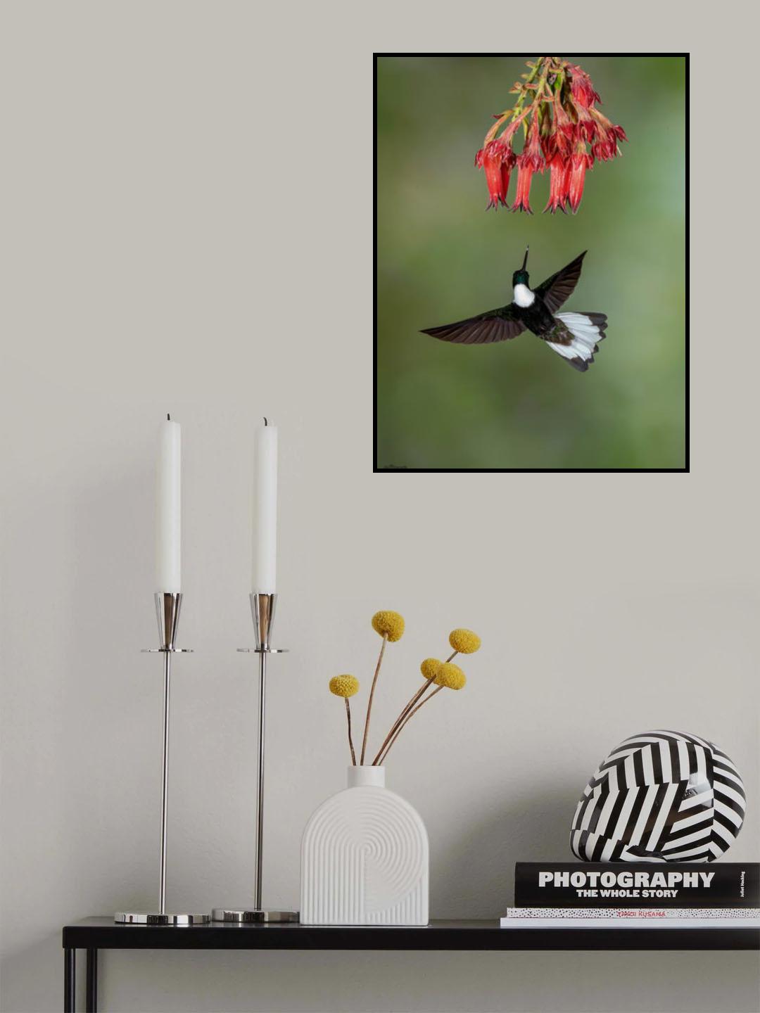 Collared Inca Poster och Canvastavla