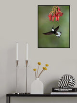 Collared Inca Poster och Canvastavla