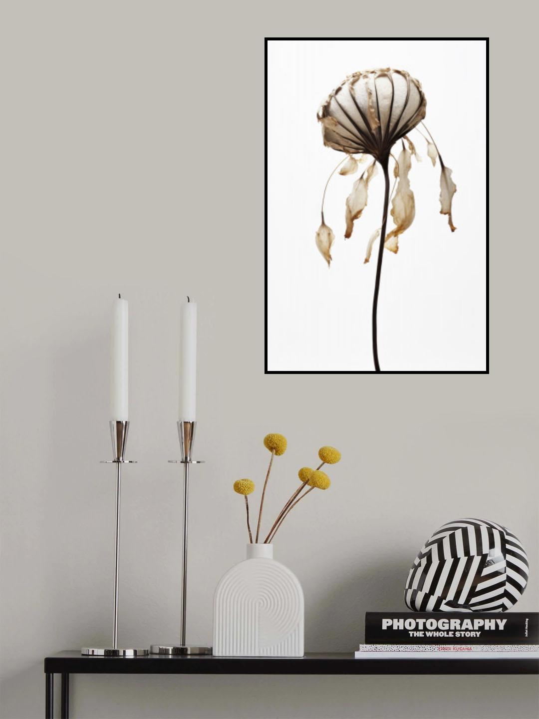 Dry Sea Shell Flower Poster och Canvastavla