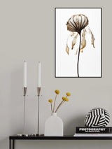 Dry Sea Shell Flower Poster och Canvastavla