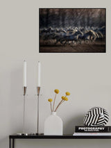 Stampedo Poster och Canvastavla