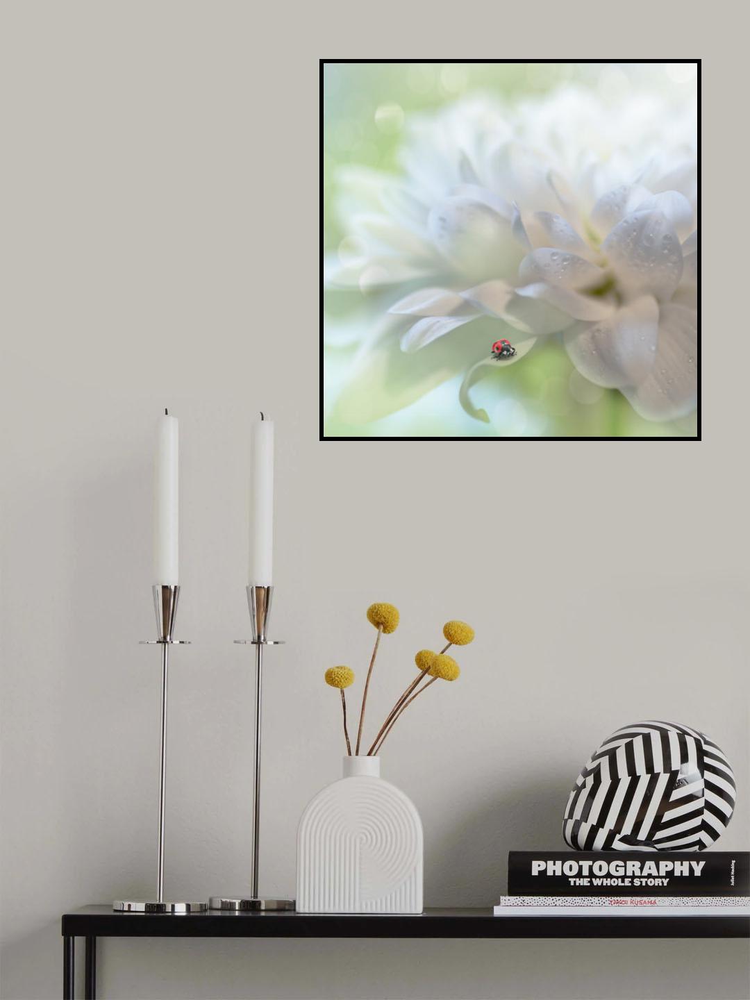 Chrysantheme Poster och Canvastavla