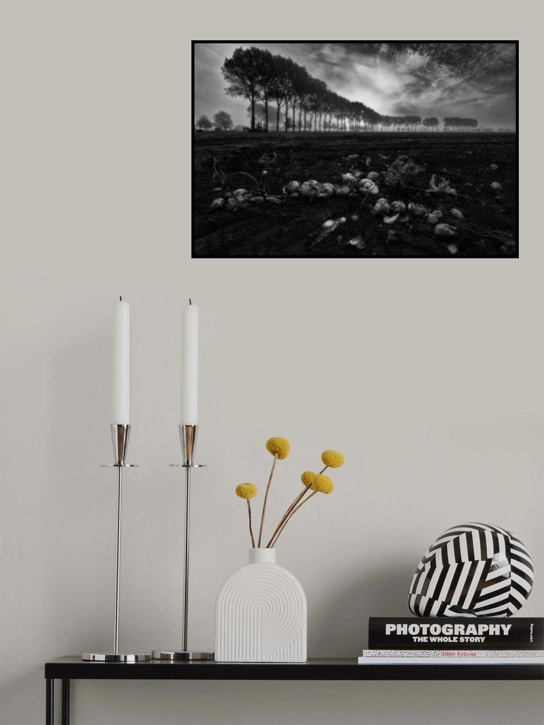 Zwiebelfeld nach der Ernte Poster och Canvastavla