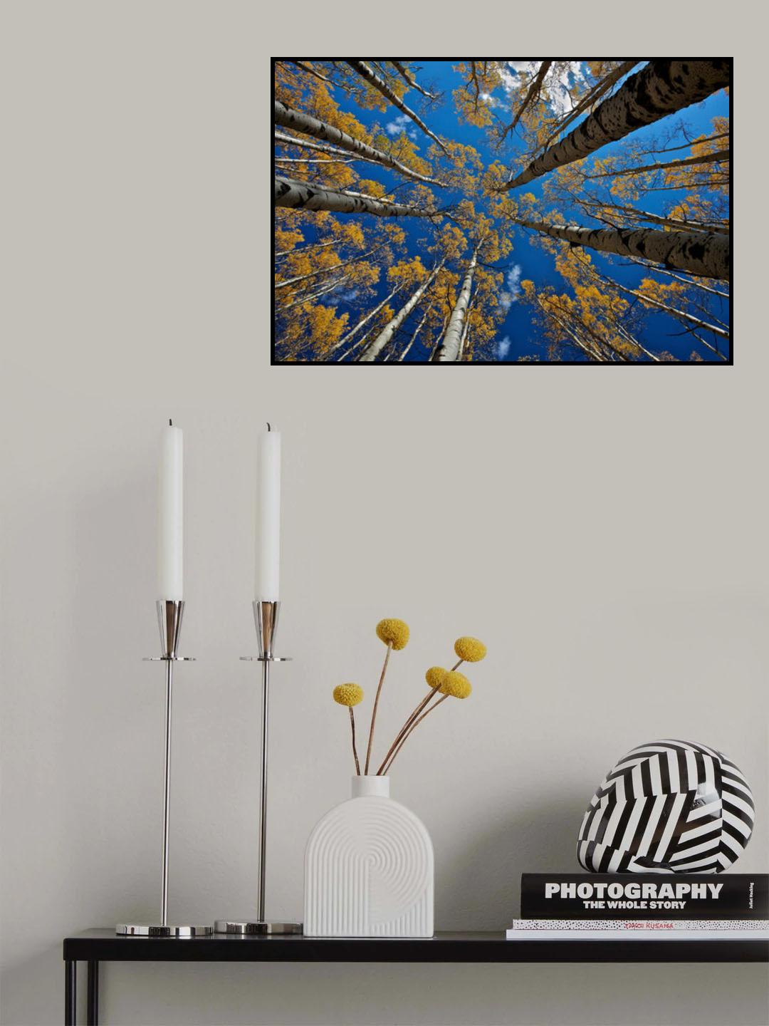 Aspen's fall Poster och Canvastavla