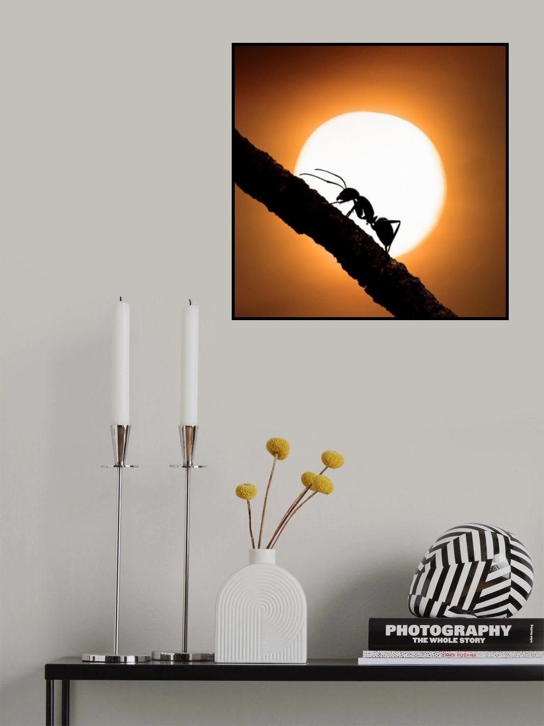 O Poster och Canvastavla